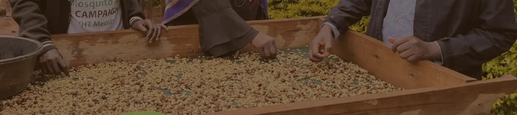 Plain Arabica Coffee